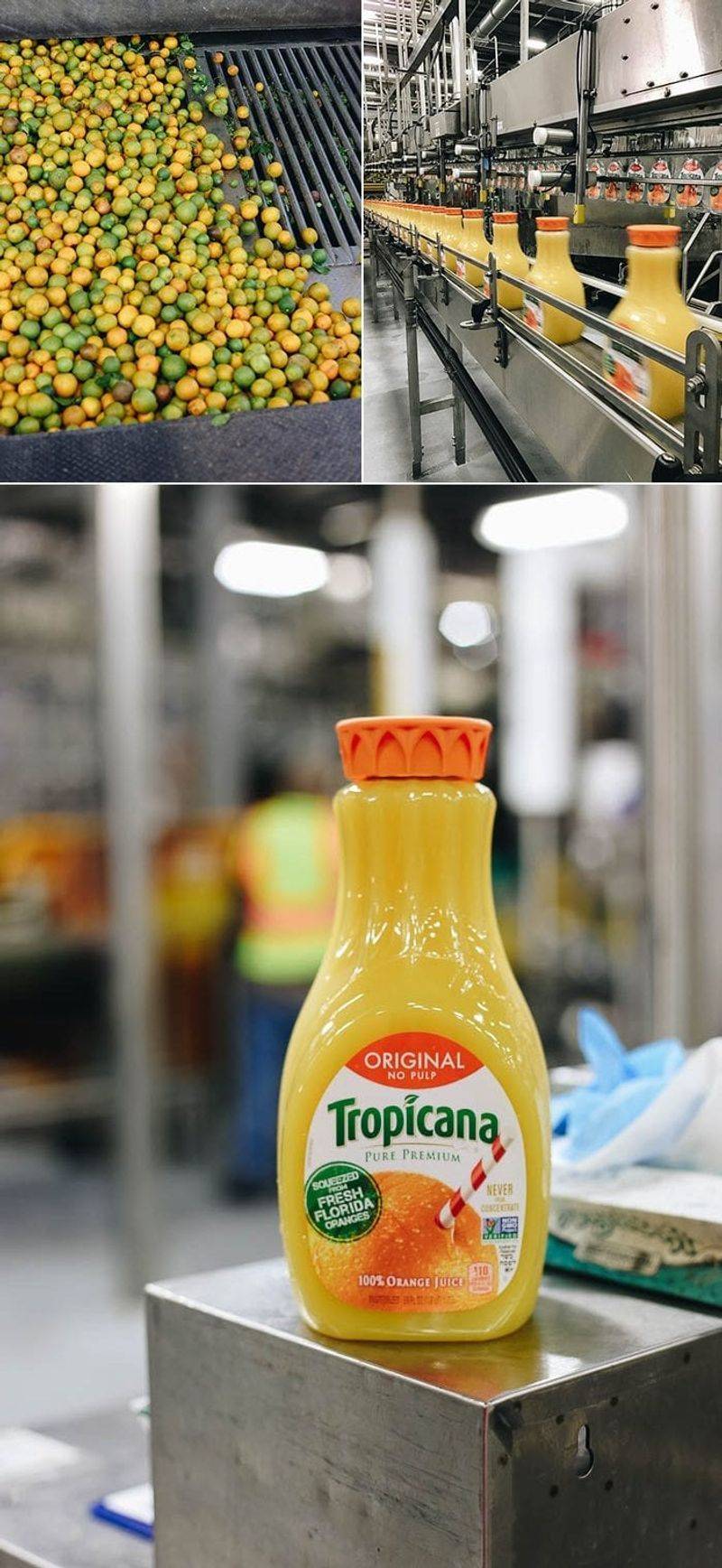 Florida: Tropicana