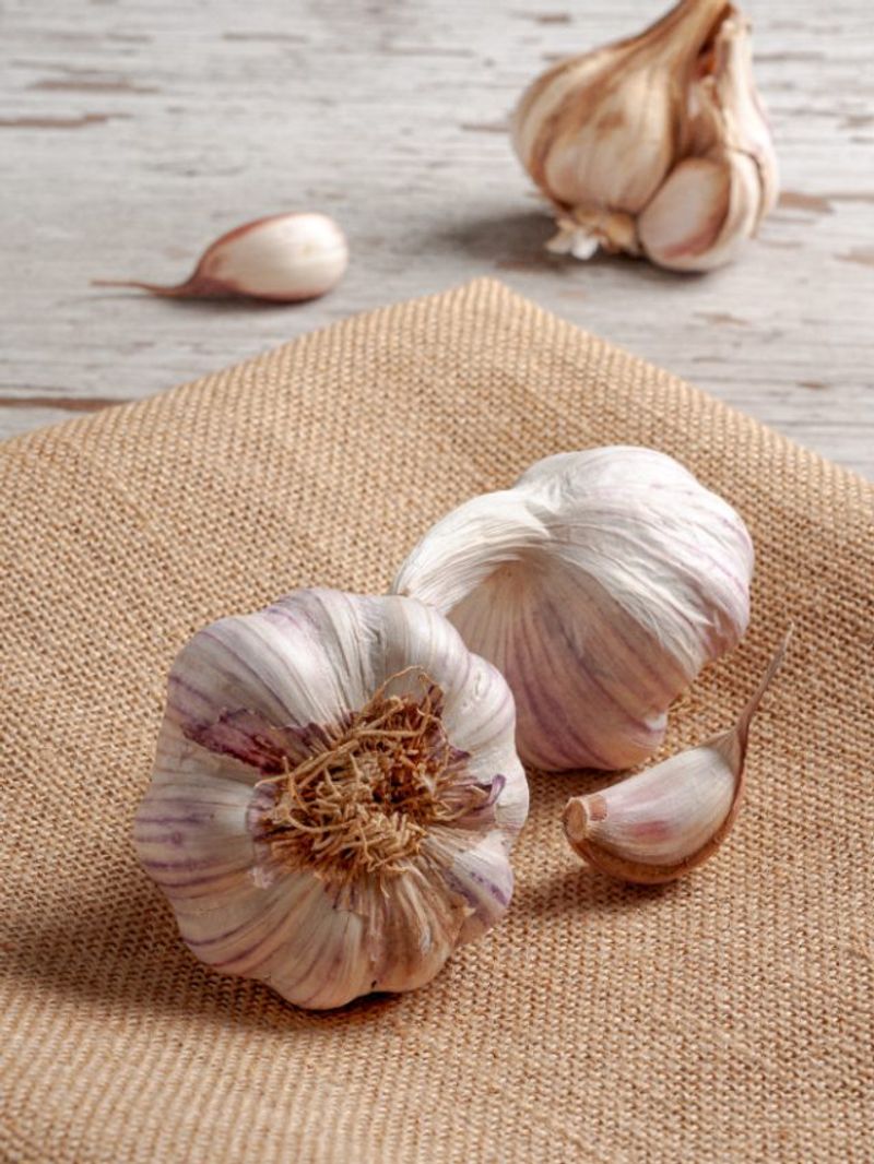 Garlic