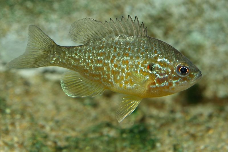 Pumpkinseed (Northeastern Lakes)