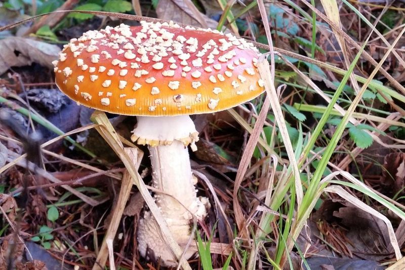 Mushrooms: Nature's Rain Detector