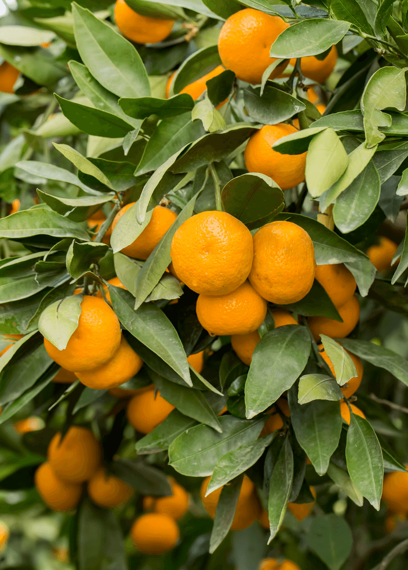 Pineapple Oranges
