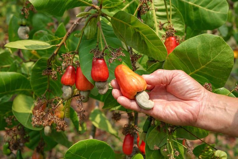 Cashews: Not Really Nuts
