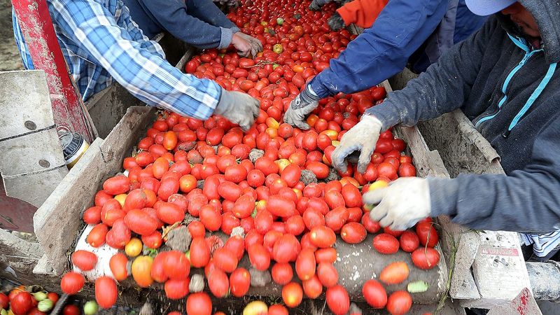 Indiana: Red Gold Tomatoes