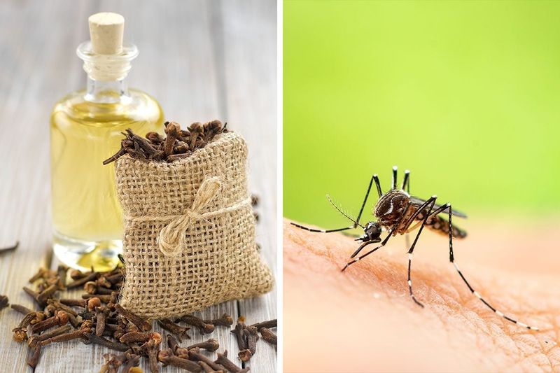 Natural Insect Repellent for Everything
