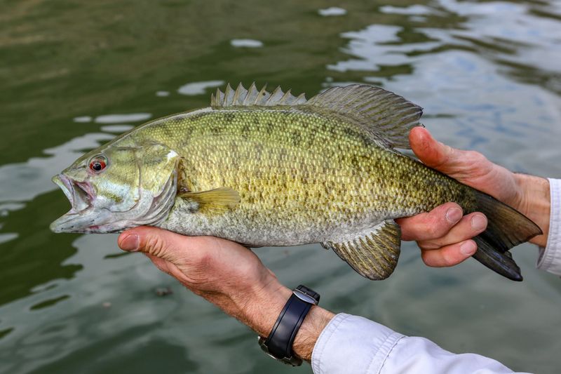 Smallmouth Bass (Cooler Northern Lakes)
