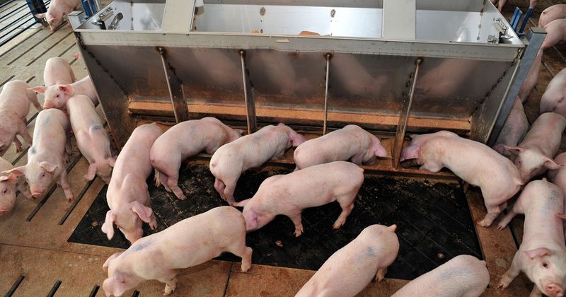 Ractopamine-Fed Pork