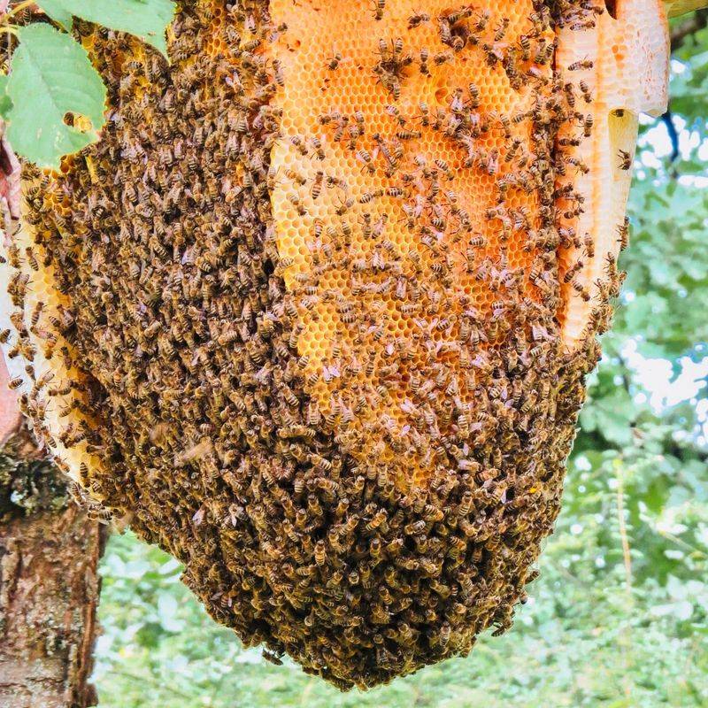 Wild Honey