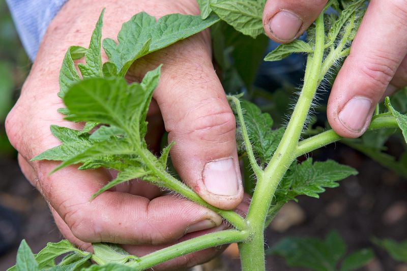 Inspect the Stem Area (Tomatoes & Peppers)