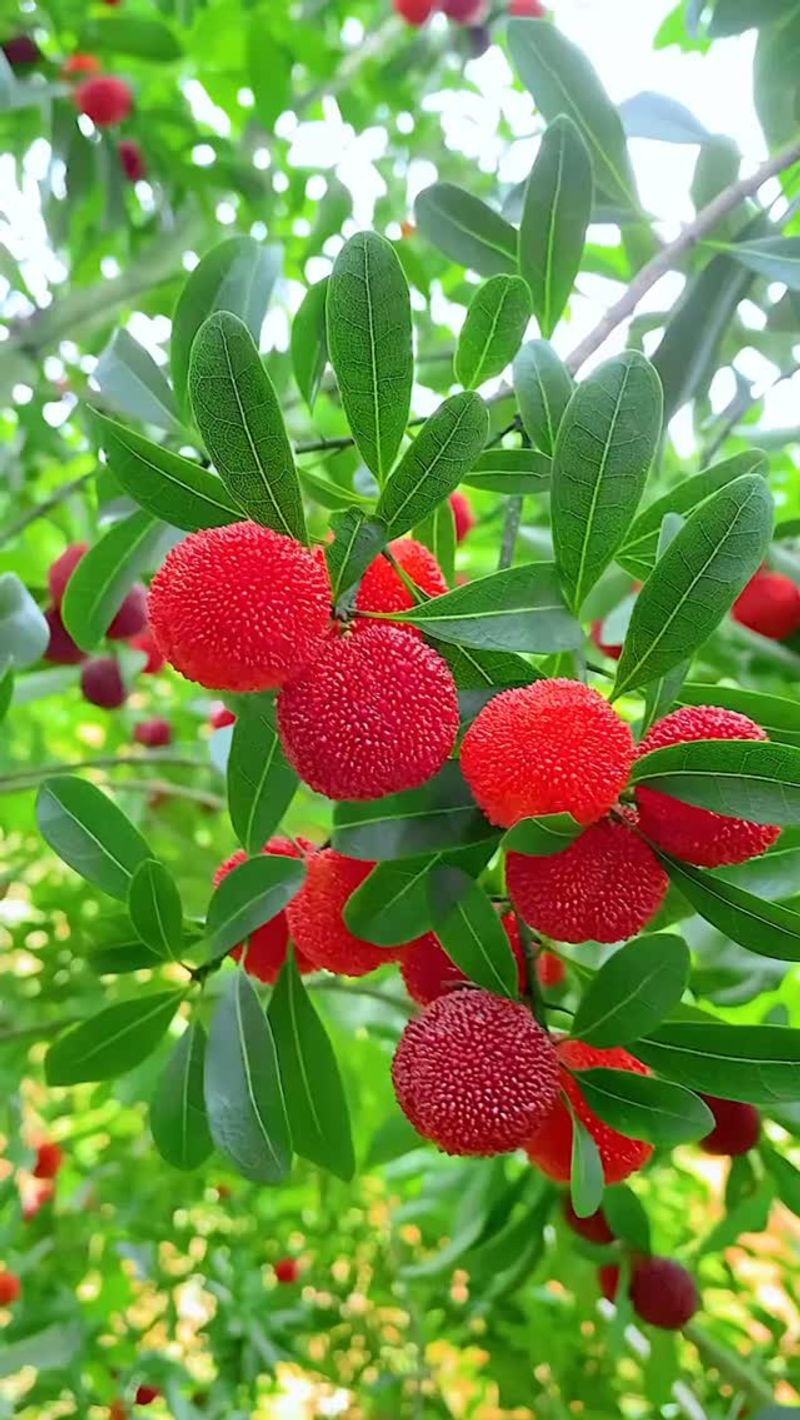 Yangmei (Chinese Bayberry)