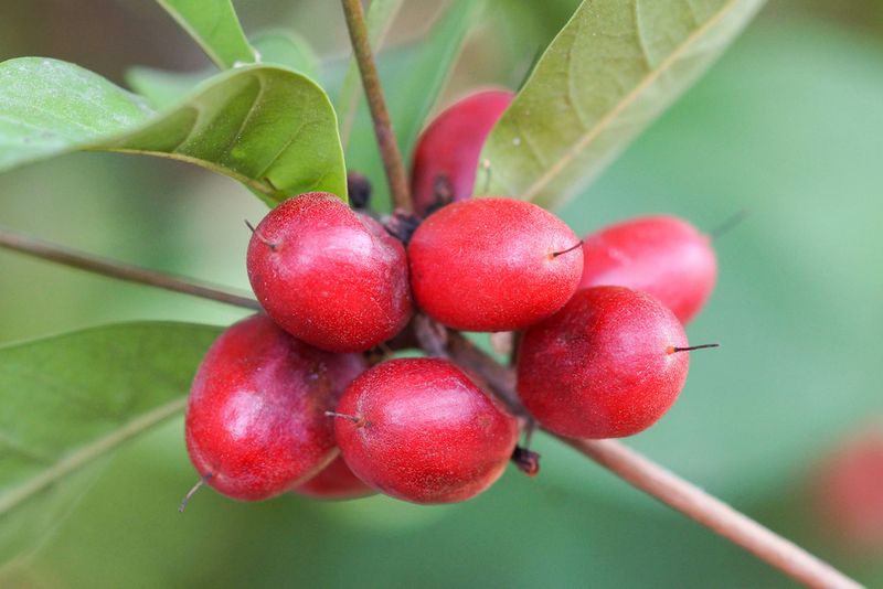 Miracle Berry