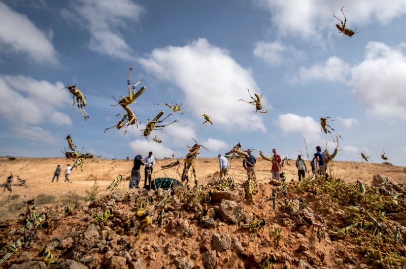 Locusts