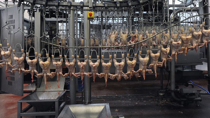 U.S. Processed Chicken