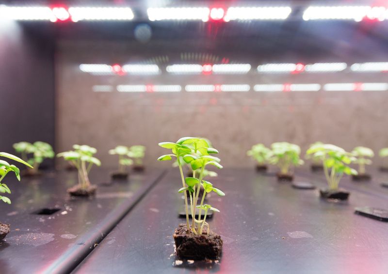 Potatoes in Space