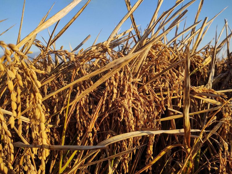 Mississippi: Delta Blues Rice