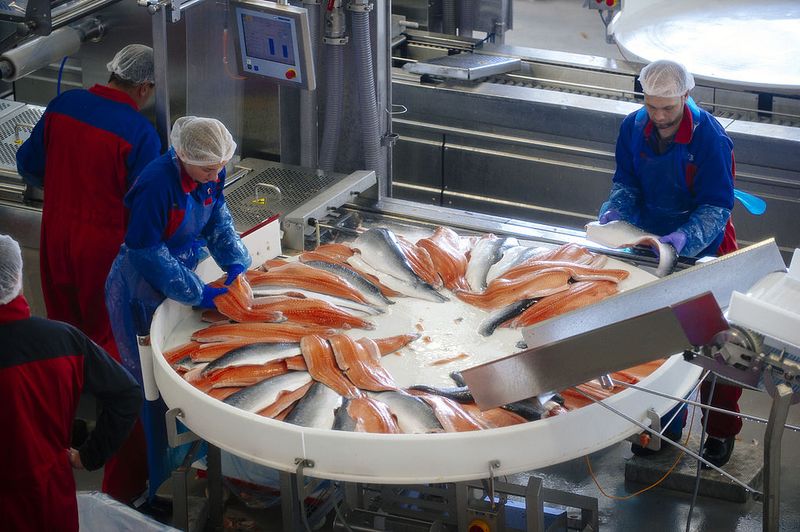 Farm-Raised Salmon