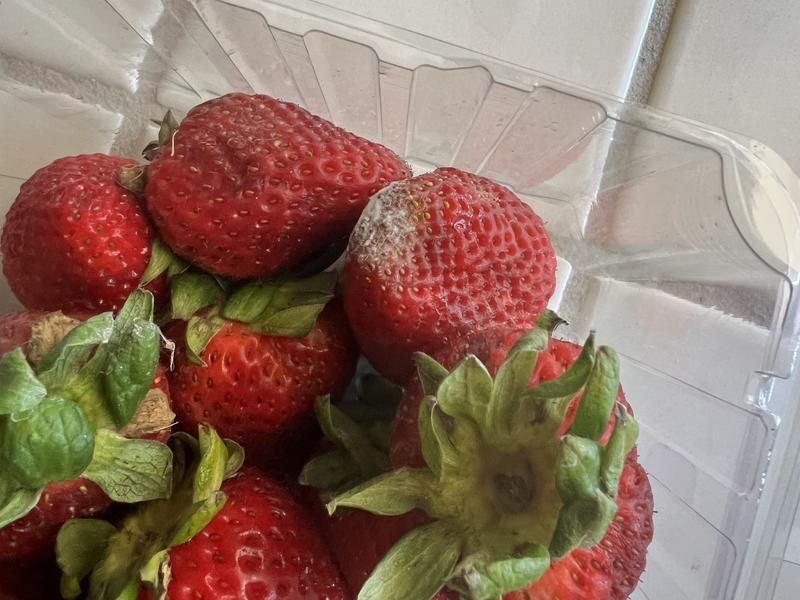 Fresh Berries