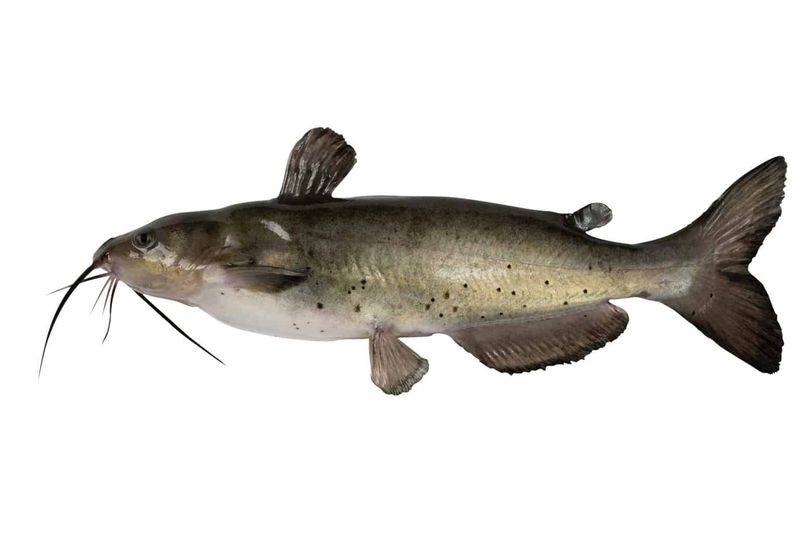 Channel Catfish (Southern Lakes & Rivers)