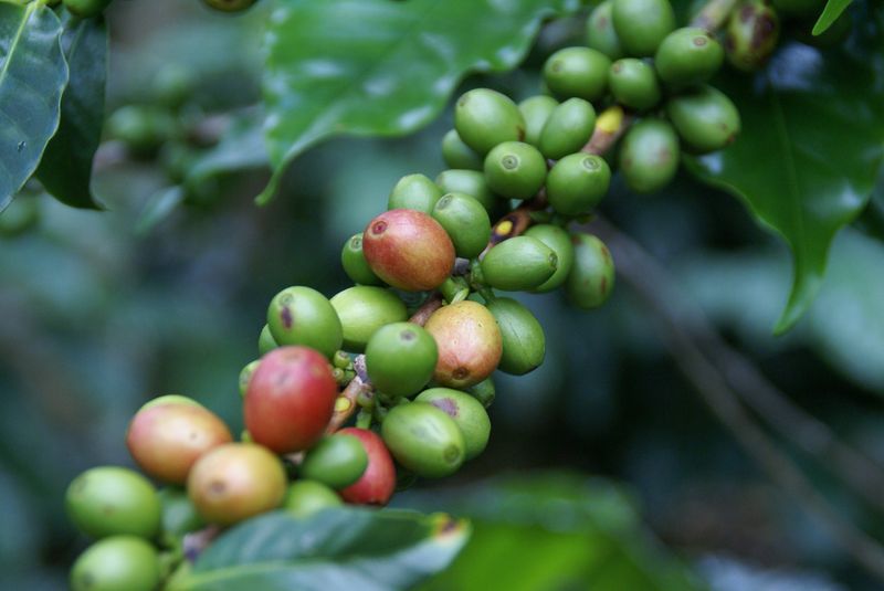 Coffee