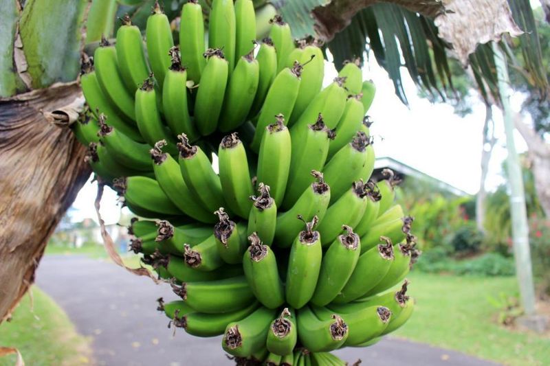 Green (Unripe) Banana