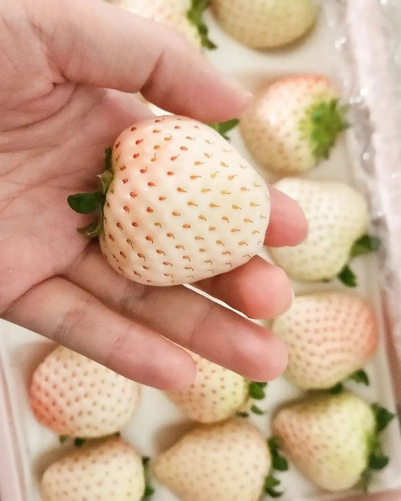 White Strawberry (Shiroi Houseki)