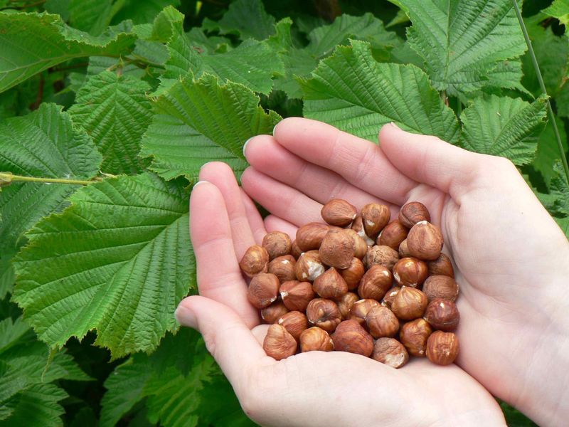 Hazelnuts