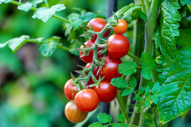 Cherry Tomatoes