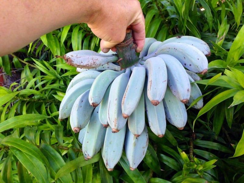 Blue Java (Ice Cream) Bananas