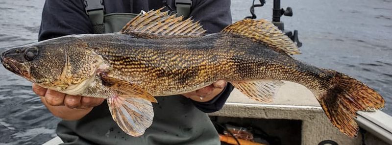 Sauger (Great Lakes & Mississippi River Basin)
