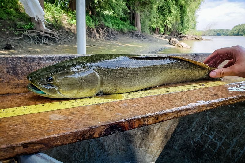 Bowfin (Southern Lakes & Backwaters)