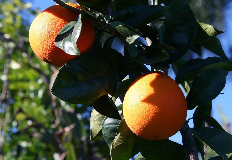 Jaffa Oranges (Commercial Imports)