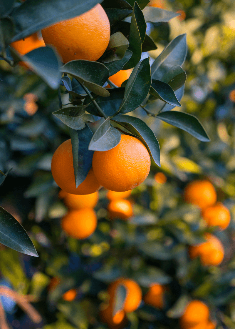 Hamlin Oranges