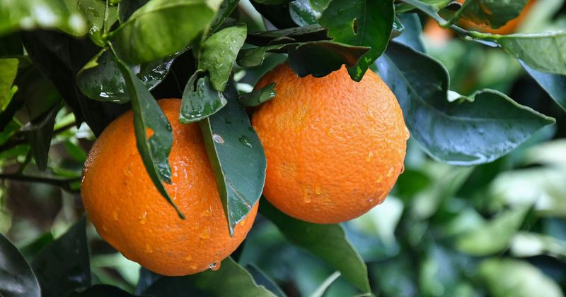 Oranges