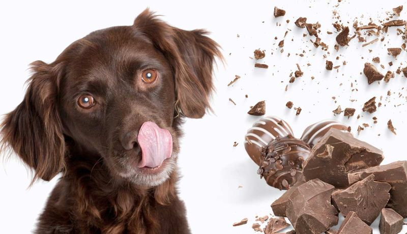 Theobromine in Chocolate Is Toxic to Dogs