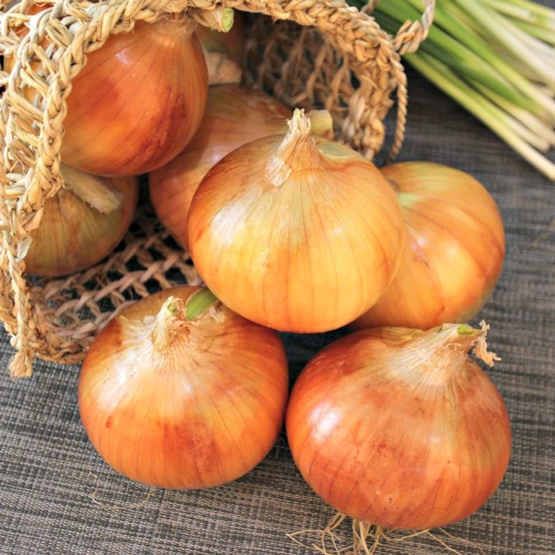 Yellow Bermuda Onions