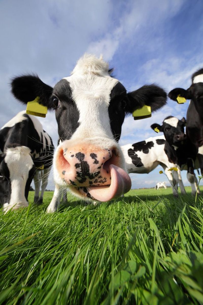 Milk with rBGH (Recombinant Bovine Growth Hormone)
