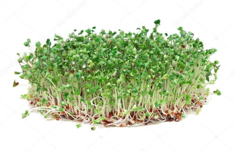 Sprouts (Alfalfa, Mung Bean, etc.)