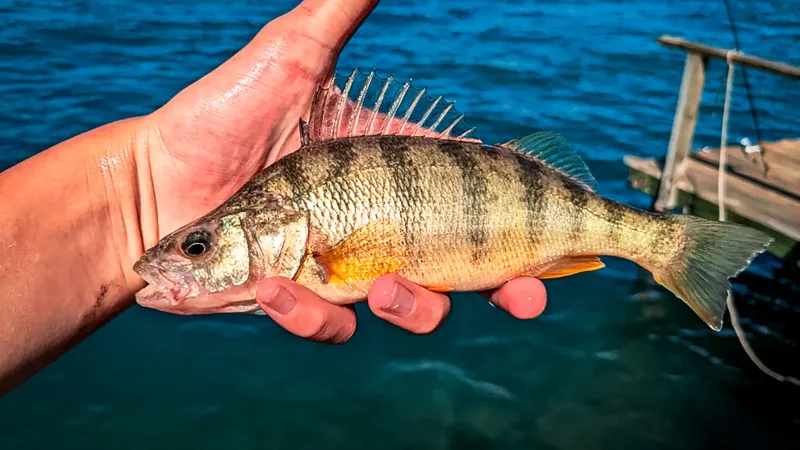 Yellow Perch (Great Lakes Region)