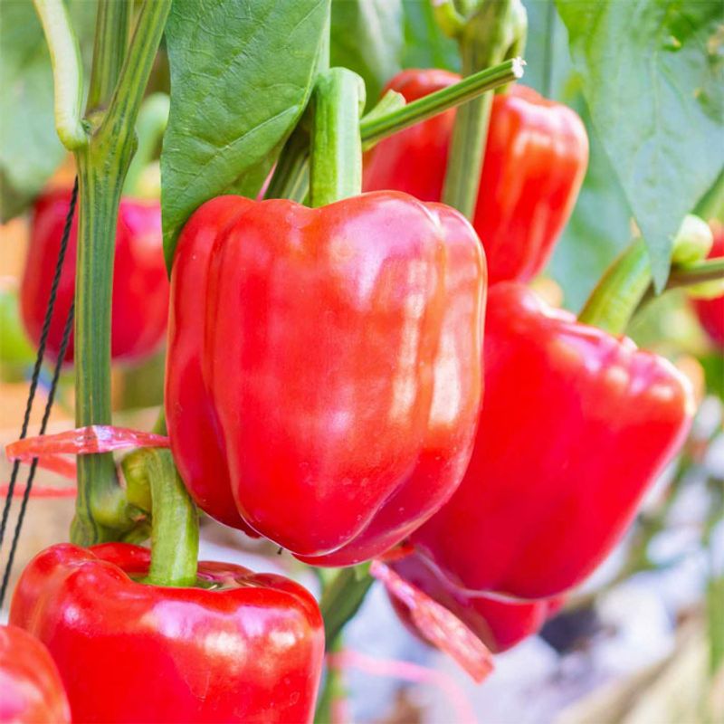 Red Bell Peppers
