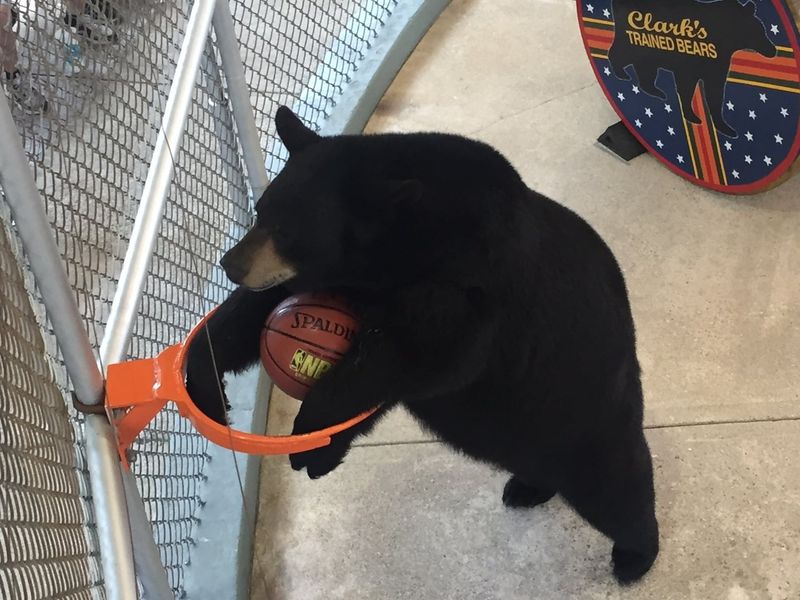 Clark’s Bears (Lincoln)