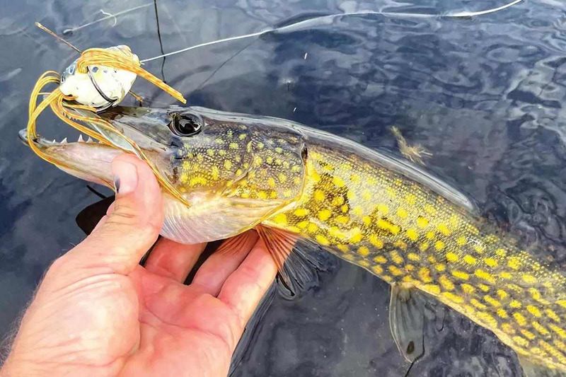 Chain Pickerel (Eastern Lakes)