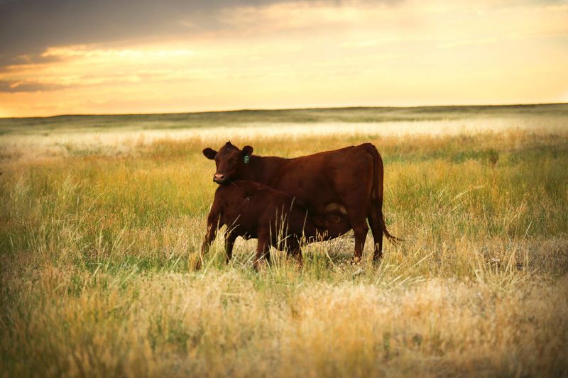 Wyoming: Wyoming Pure Beef