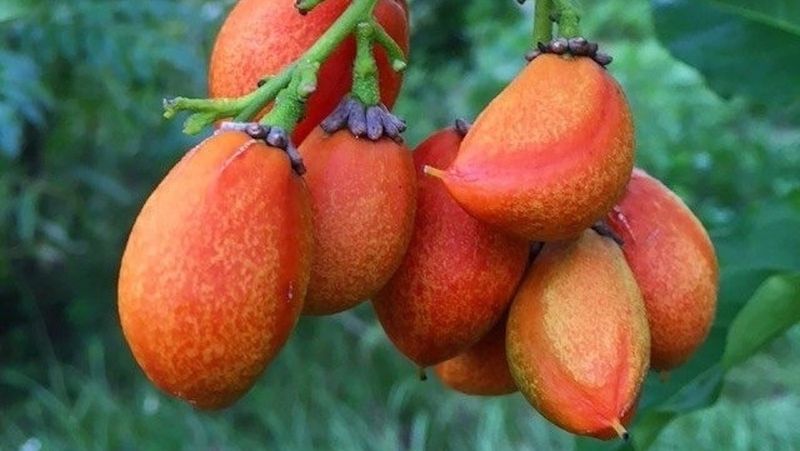 Peanut Butter Fruit