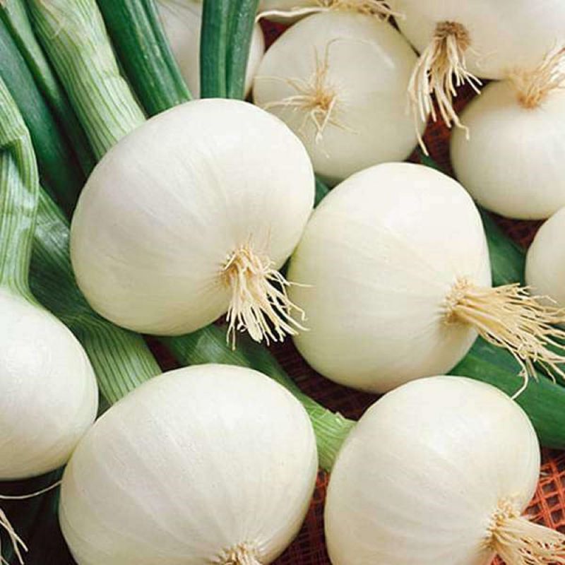 Crystal Wax Onions