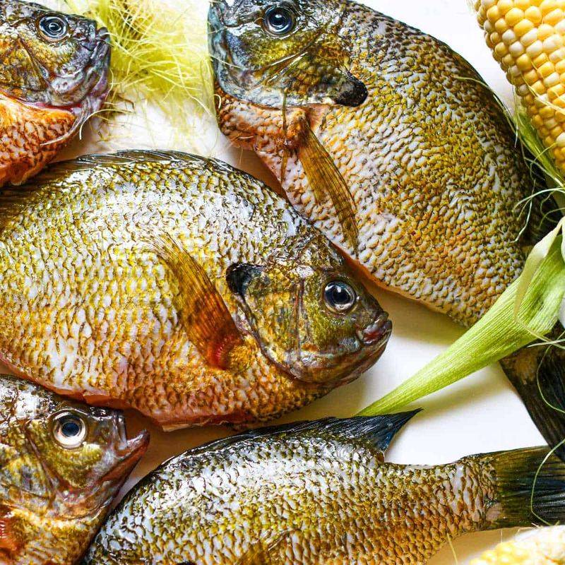 Bluegill (Throughout the Midwest & South)