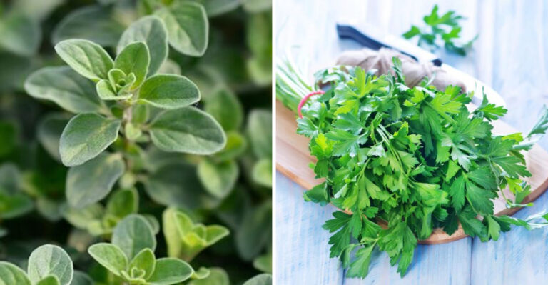 10 Natural Herbs That Can Help Reduce Blood Pressure