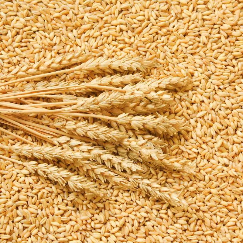 Canned Wheat or Hard White Wheat