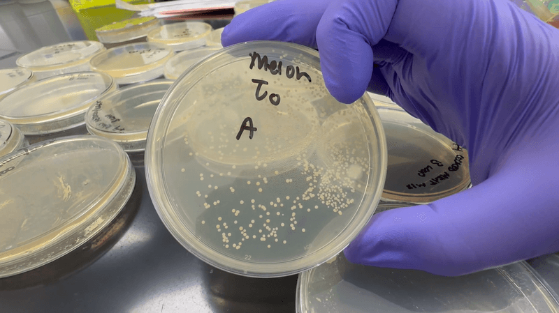 Bacterial Overgrowth