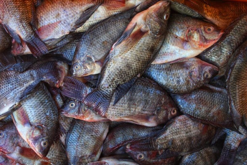 Tilapia