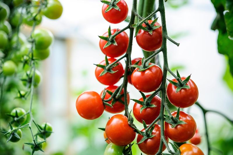 Tomatoes