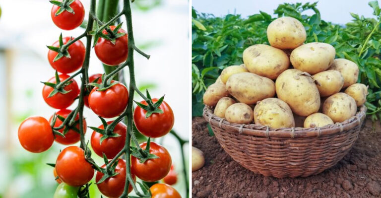 30 Most Cultivated Vegetables In The World